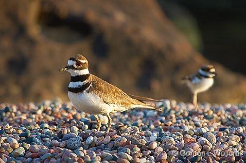 Killdeer Parent With Chick_49864.jpg - Killdeers (Charadrius vociferus)Photographed on the north shore of Lake Superior in Ontario, Canada.